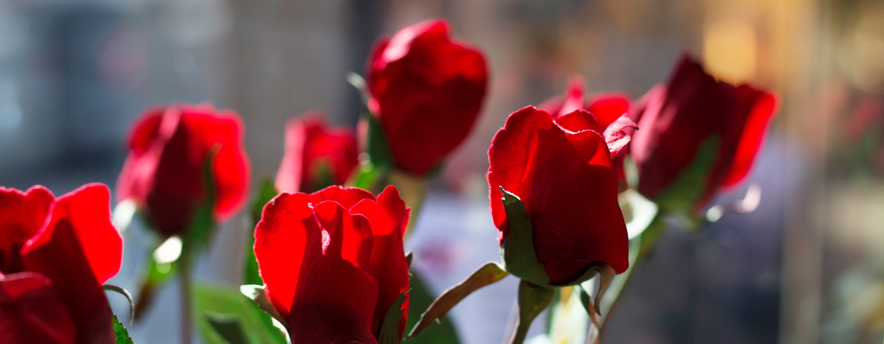 Sant Jordi in Barcelona – Carner Barcelona