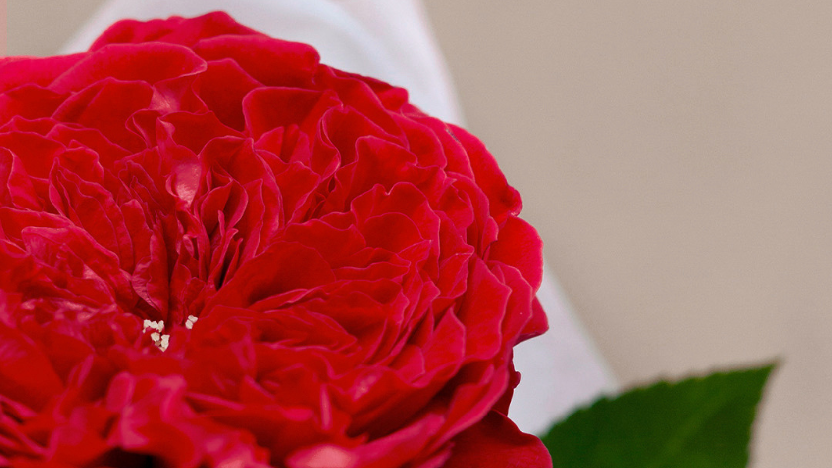 Our Sant Jordi's rose with Casa Protea